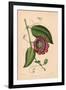 Winged-Stem Passion Flower with Crimson, Purple and White Flowers-C.T. Rosenberg-Framed Giclee Print