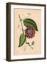 Winged-Stem Passion Flower with Crimson, Purple and White Flowers-C.T. Rosenberg-Framed Giclee Print