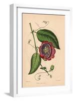 Winged-Stem Passion Flower with Crimson, Purple and White Flowers-C.T. Rosenberg-Framed Giclee Print