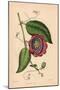 Winged-Stem Passion Flower with Crimson, Purple and White Flowers-C.T. Rosenberg-Mounted Giclee Print