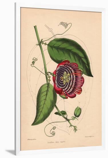 Winged-Stem Passion Flower with Crimson, Purple and White Flowers-C.T. Rosenberg-Framed Giclee Print