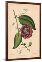 Winged-Stem Passion Flower with Crimson, Purple and White Flowers-C.T. Rosenberg-Framed Giclee Print