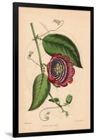 Winged-Stem Passion Flower with Crimson, Purple and White Flowers-C.T. Rosenberg-Framed Giclee Print