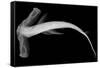 Winghead Shark-Sandra J. Raredon-Framed Stretched Canvas