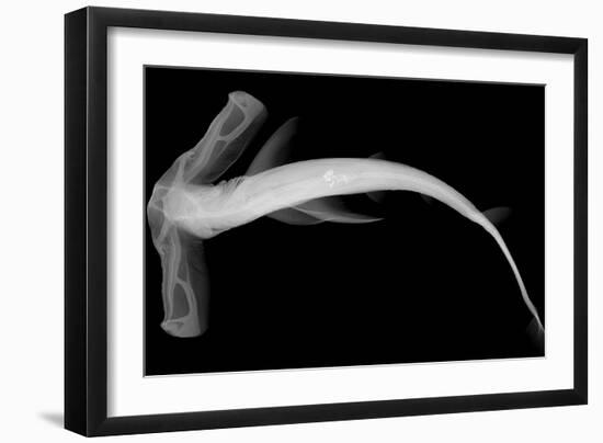Winghead Shark-Sandra J. Raredon-Framed Art Print