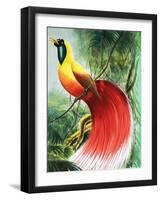 Wingless Wonder from Paradise, Illustration from Wonders of Nature, 1965-null-Framed Giclee Print