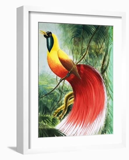 Wingless Wonder from Paradise, Illustration from Wonders of Nature, 1965-null-Framed Giclee Print