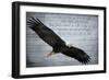 Wings as Eagles-Kimberly Allen-Framed Art Print