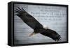 Wings as Eagles-Kimberly Allen-Framed Stretched Canvas