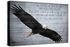 Wings as Eagles-Kimberly Allen-Stretched Canvas