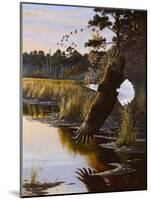 Wings of Autumn - Bald Eagle-Wilhelm Goebel-Mounted Giclee Print