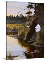 Wings of Autumn - Bald Eagle-Wilhelm Goebel-Stretched Canvas