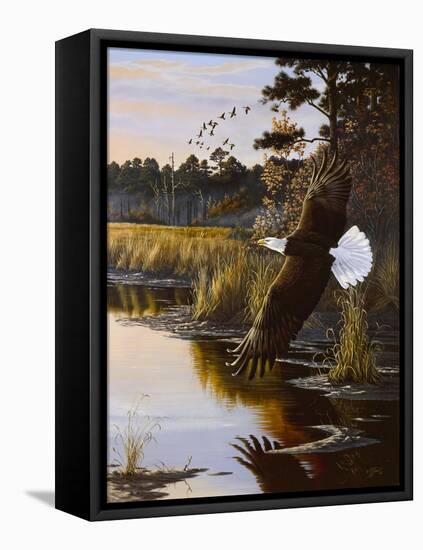 Wings of Autumn - Bald Eagle-Wilhelm Goebel-Framed Stretched Canvas