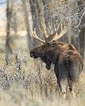 Bull Moose-Wink Gaines-Giclee Print
