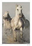 Camargue Horses - Race-Wink Gaines-Limited Edition