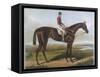 Winner of the Derby and St. Leger in 1881-null-Framed Stretched Canvas