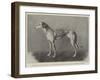 Winner of the Waterloo Cup, Fabulous Fortune, the Property of Messers Fawcett-null-Framed Giclee Print