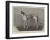 Winner of the Waterloo Cup, Fabulous Fortune, the Property of Messers Fawcett-null-Framed Giclee Print