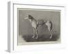 Winner of the Waterloo Cup, Fabulous Fortune, the Property of Messers Fawcett-null-Framed Giclee Print