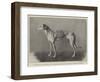 Winner of the Waterloo Cup, Fabulous Fortune, the Property of Messers Fawcett-null-Framed Giclee Print