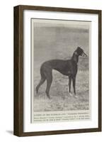 Winner of the Waterloo Cup, Fearless Footsteps-null-Framed Giclee Print