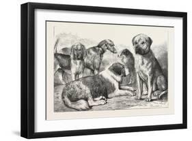 Winners at the Dog Show of the Kennel Club-null-Framed Giclee Print