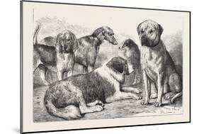 Winners at the Dog Show of the Kennel Club-null-Mounted Giclee Print