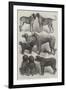 Winners of Prizes at the International Dog Show, Paris-Harrison William Weir-Framed Giclee Print