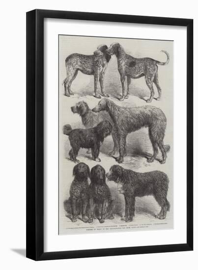 Winners of Prizes at the International Dog Show, Paris-Harrison William Weir-Framed Giclee Print
