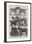 Winners of Prizes at the International Dog Show, Paris-Harrison William Weir-Framed Giclee Print