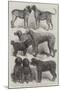 Winners of Prizes at the International Dog Show, Paris-Harrison William Weir-Mounted Giclee Print