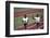 Winners of the 400-Meter Relay Race at the 1972 Summer Olympic Games in Munich, Germany-John Dominis-Framed Premium Photographic Print