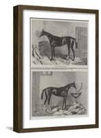 Winners of the Derby and Oaks-Harry Hall-Framed Giclee Print