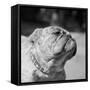 Winning Bulldog at Dog Show-Bettmann-Framed Stretched Canvas