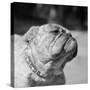 Winning Bulldog at Dog Show-Bettmann-Stretched Canvas