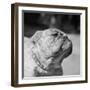 Winning Bulldog at Dog Show-Bettmann-Framed Premium Photographic Print