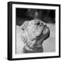 Winning Bulldog at Dog Show-Bettmann-Framed Premium Photographic Print