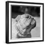 Winning Bulldog at Dog Show-Bettmann-Framed Premium Photographic Print