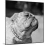 Winning Bulldog at Dog Show-Bettmann-Mounted Premium Photographic Print