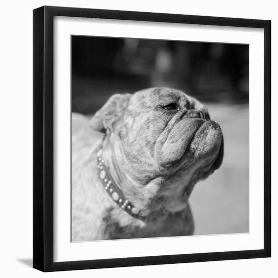 Winning Bulldog at Dog Show-Bettmann-Framed Photographic Print