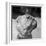 Winning Bulldog at Dog Show-Bettmann-Framed Photographic Print