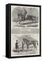 Winning Racehorses-Benjamin Herring-Framed Stretched Canvas