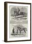 Winning Racehorses-Benjamin Herring-Framed Giclee Print