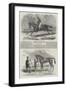 Winning Racehorses-Benjamin Herring-Framed Giclee Print