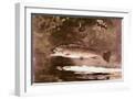 White Frame