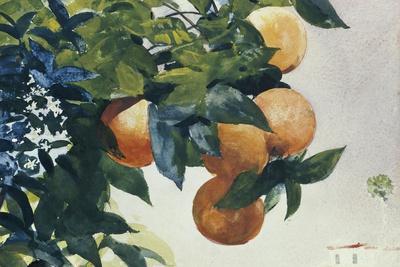 Oranges on a Branch, 1885