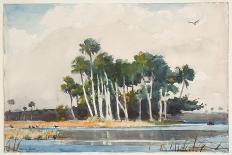 Palm Tree, Nassau, 1898-Winslow Homer-Giclee Print