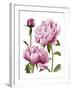 Winsome Peonies I-Grace Popp-Framed Art Print