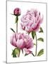 Winsome Peonies I-Grace Popp-Mounted Art Print