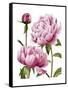 Winsome Peonies I-Grace Popp-Framed Stretched Canvas